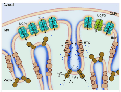 UCP1 expression in the mouse adrenal gland is not upregulated by thermogenic conditions